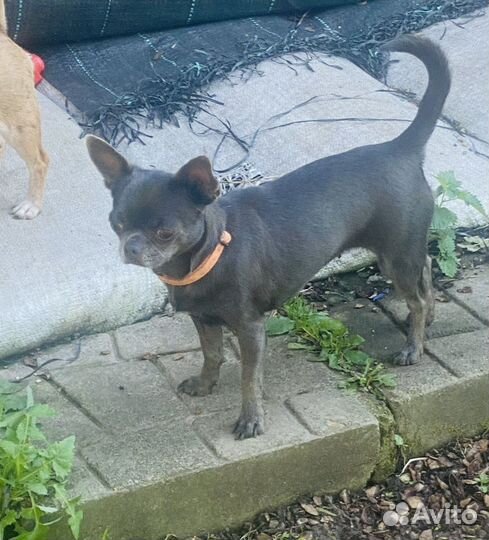 Голубая племенная сука