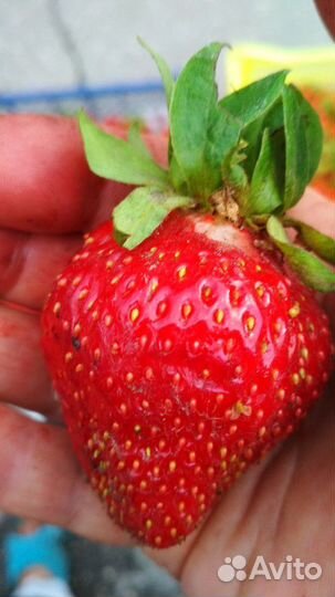 Канадская сортовая клубника