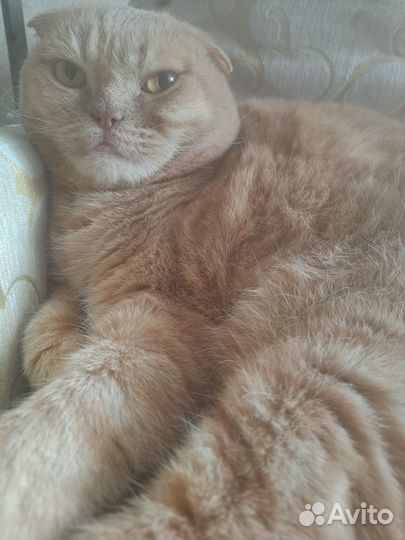 Кот