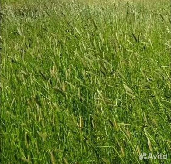 Сено в рулонах 2024