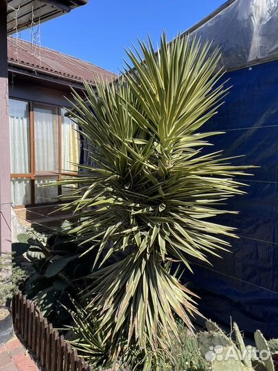 Юкка королевская Yucca filamentosa