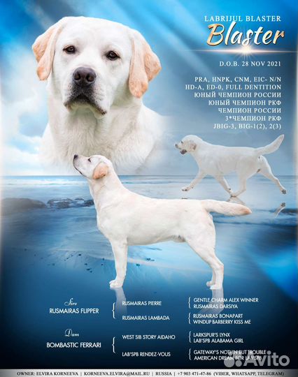 Лабрадор ретривер