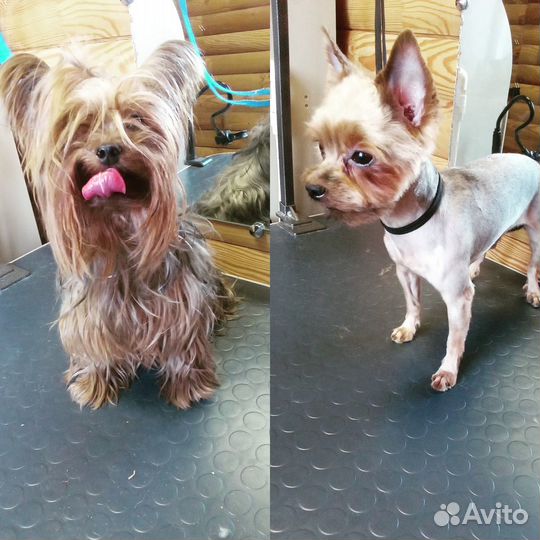 Стрижка кошек и собак