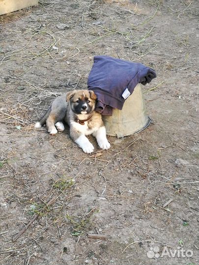 Воспитание собаки