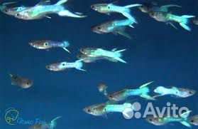 Гуппи эндлера