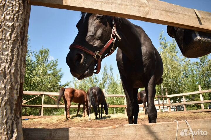 Обучение верховой езде, катание на лошадях