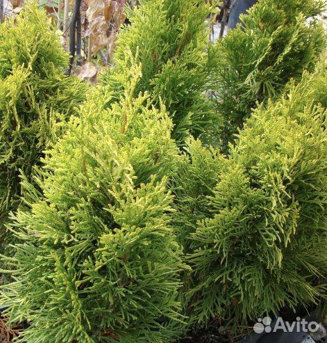 Туя восточная книжка