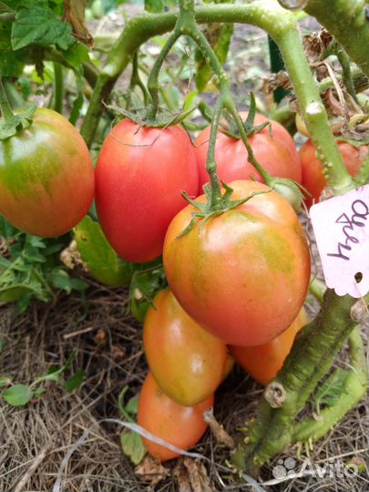 Рассада томатов