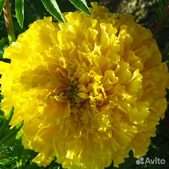 Бархатцы махровые гиганты семена