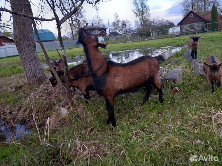 Козел альпийский