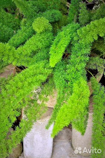 Аспарагус мейера