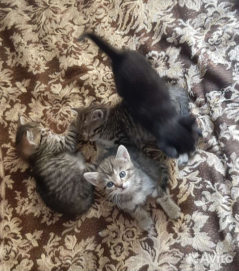 Кошки в добрые руки