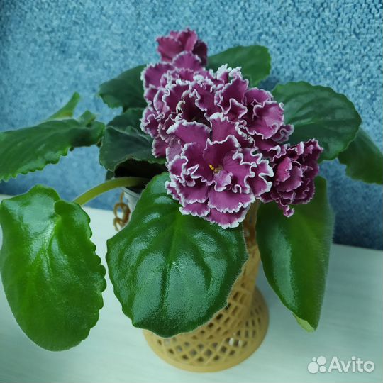 Сортовые фиалки