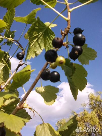 Саженцы черной смородины