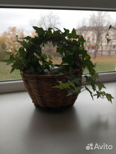 Плющ хедера