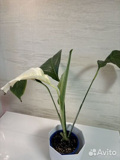 Спатифиллум пикассо