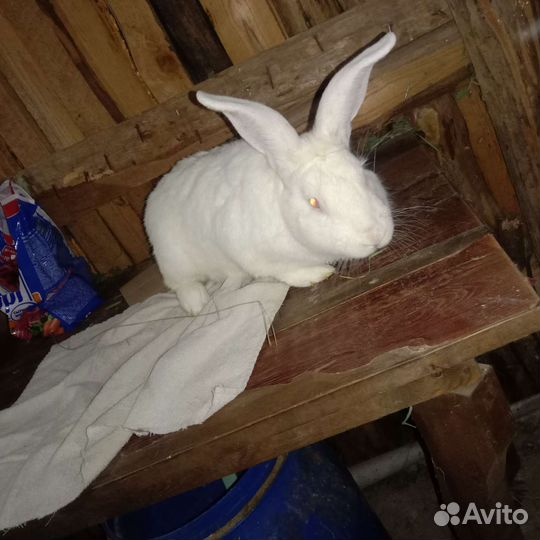 Белый Панон