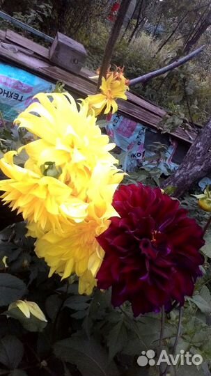 Многолетние астры, красивые георгины