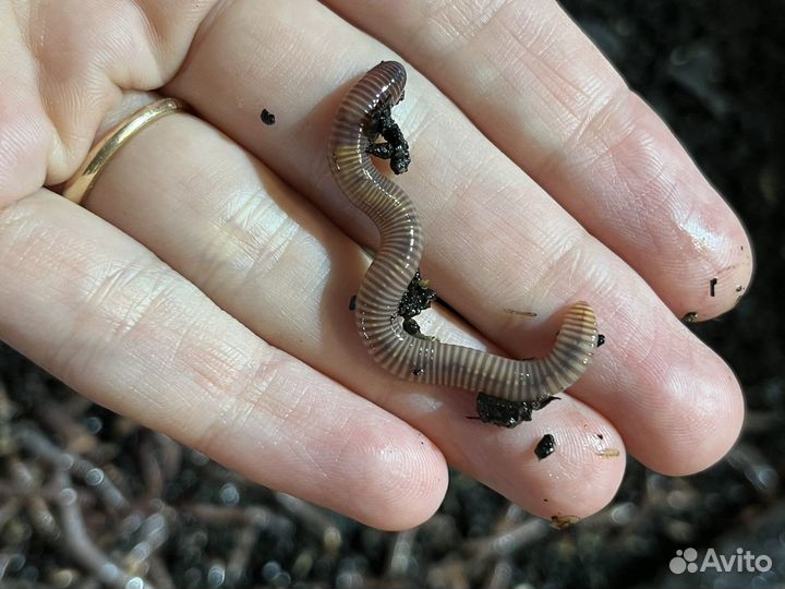 Червь дендробена