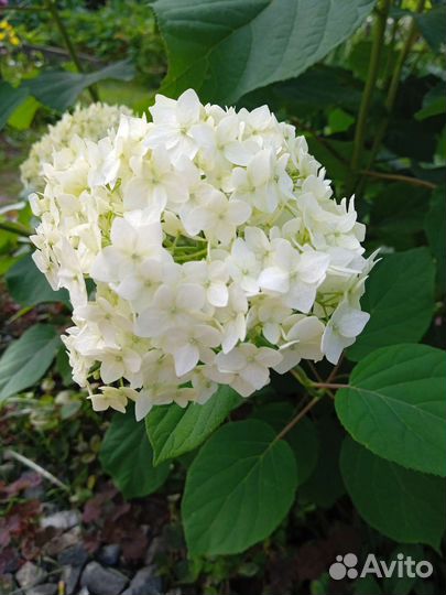 Гортензия, саженцы