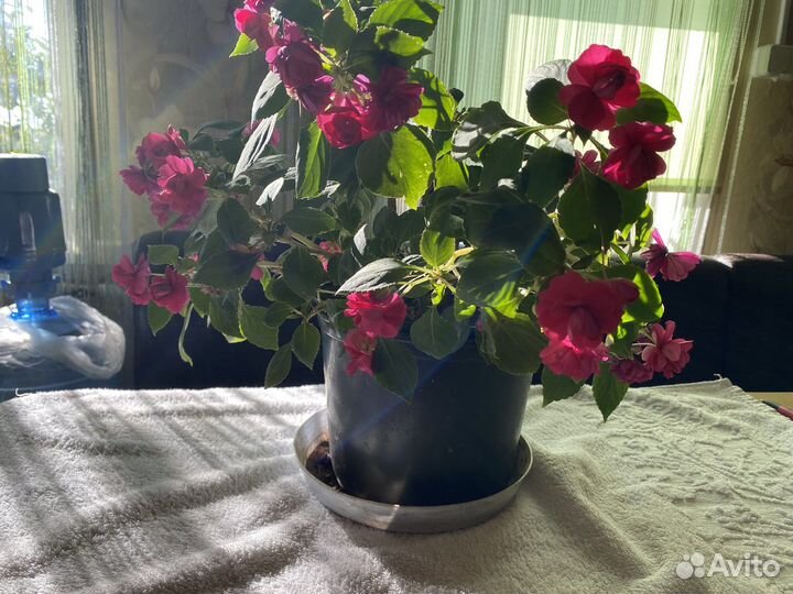 Ванька мокрый