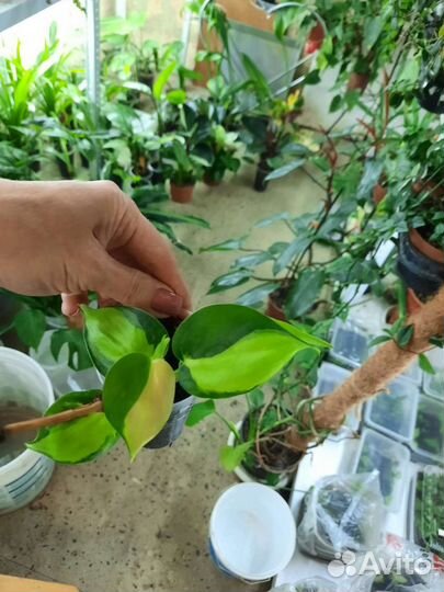 Филодендроны