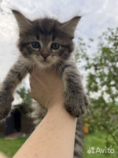 Котята ишут семью