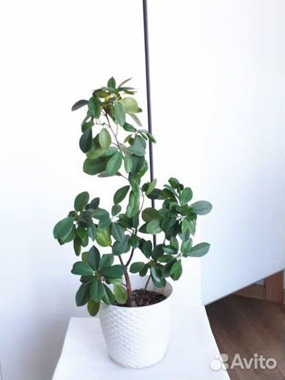 Замиокулькас, фикус, щучий хвост, сансевиерия