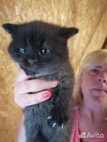 Самые красивые котята