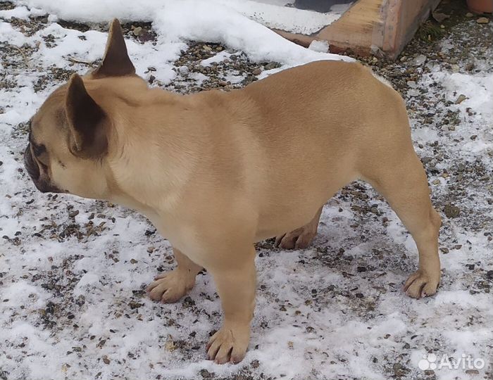 Вязка палевый кобель