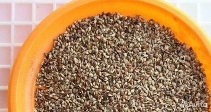 Семена лиственницы от производителя