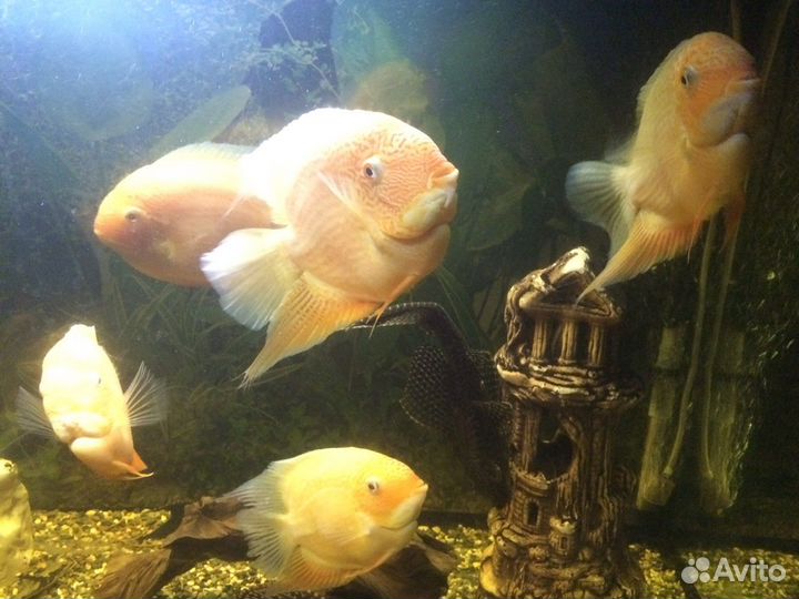 Аквариумные рыбки