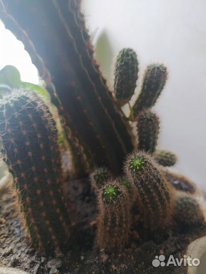 Кактус малыши