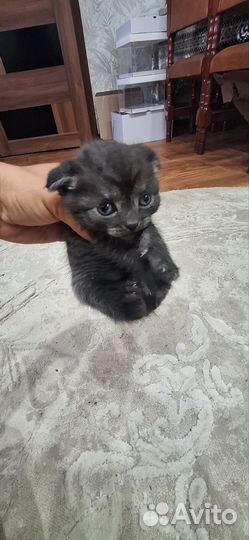 Вислоухие котята