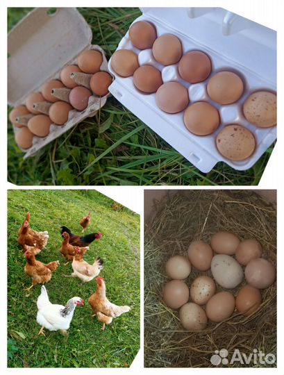 Домашние куриные яйца