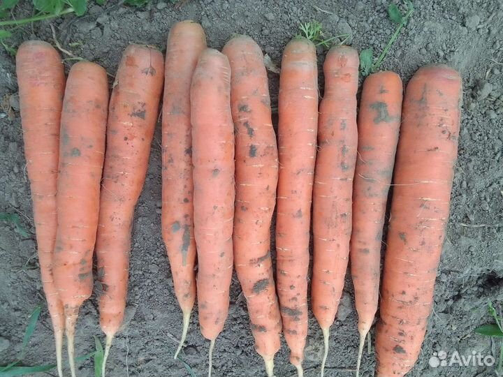 Продам картофель, морковь и свеклу с доставкой