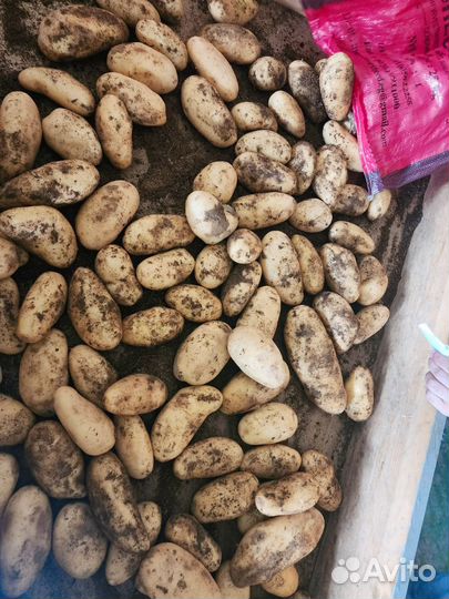 Картофель спунта Египет