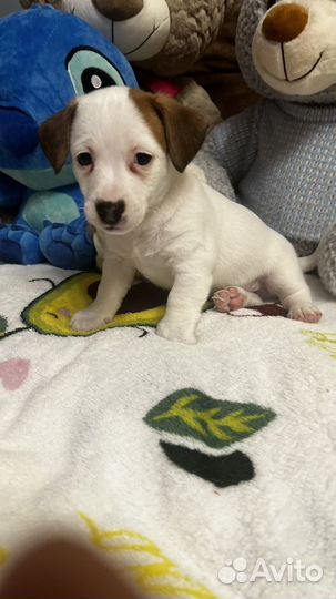 Щенки джек рассел терьер