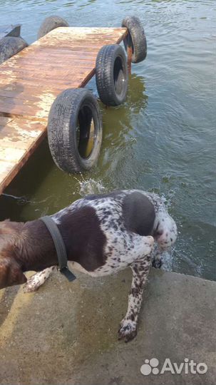 Курцхаар вязка