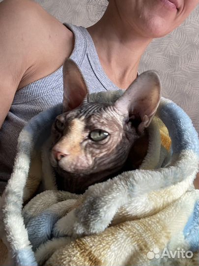 Передержка кошек в семье