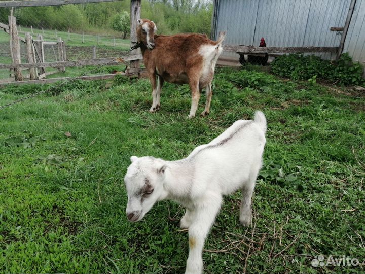 Козочки ламанча