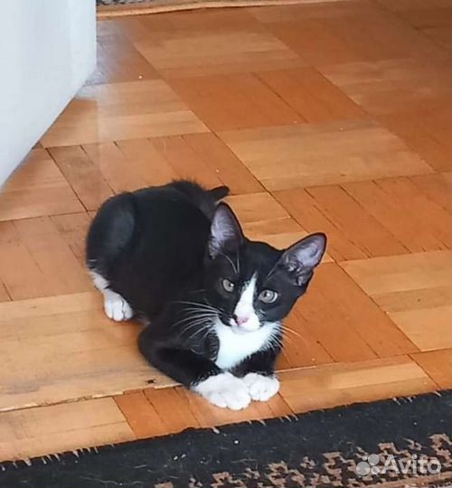 Котенок мальчик