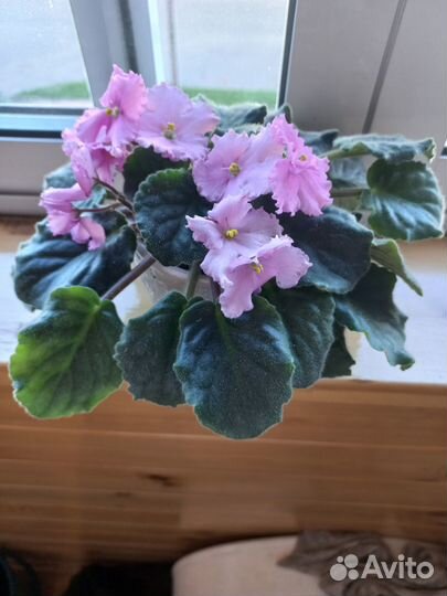 Фиалки в кашпо