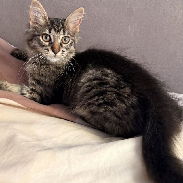 Котёнок в добрые руки