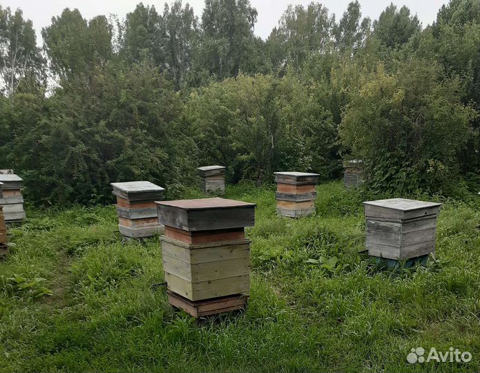 Мёд цветочный (1л). Прополис. Доставка