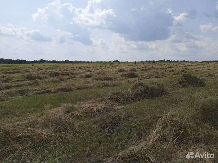 Сено в квадратных тюках