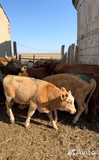 Бычки и телята