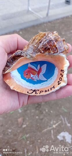 Морские ракушки раковины