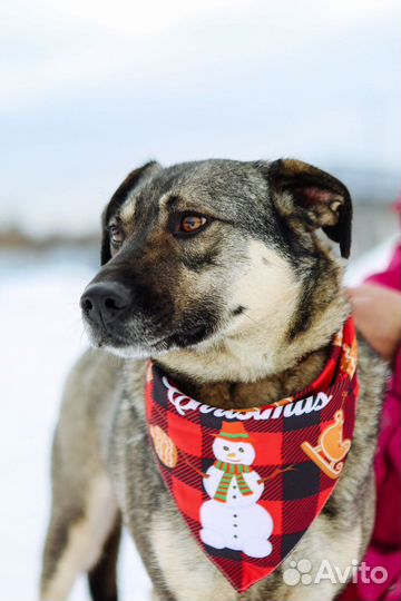 Собака с дества в приюте