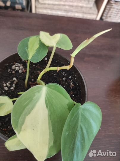 Монстера Манки,филодендрон,кротон
